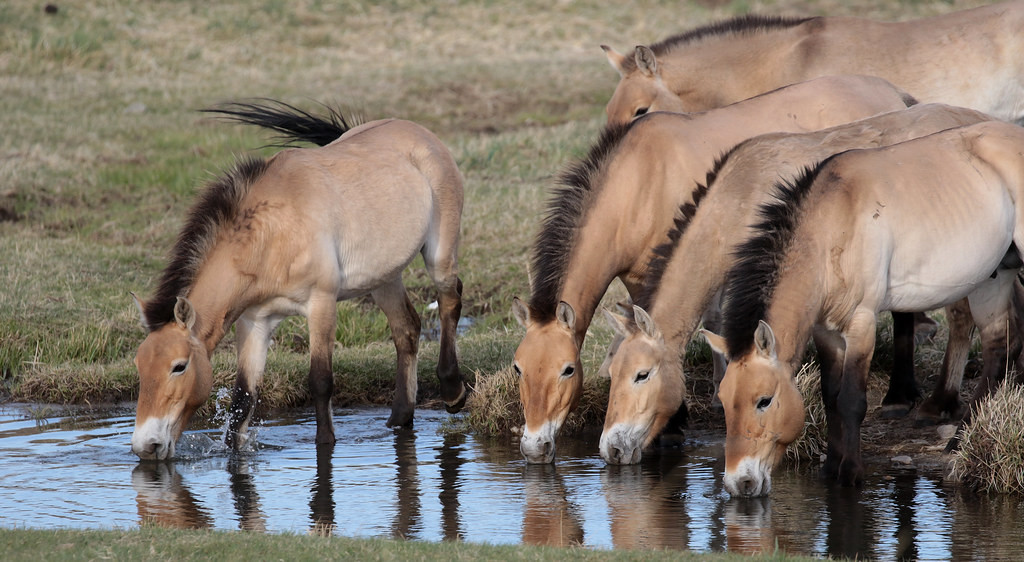 Hustai National Park is the only place on the tour where we’ll see the ancient Przewalski’s Horse.