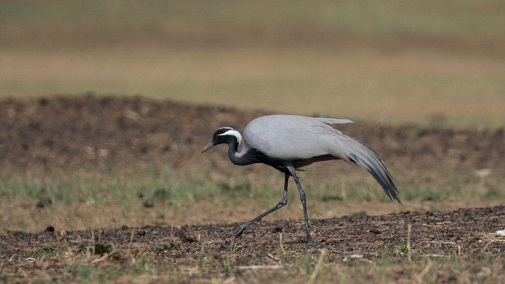 Demoiselle Cranes are widespread, their long drooping tertials forming a characteristic silhouette…