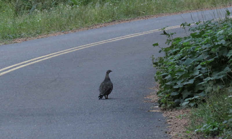 Then the next morning we could be seeing more excellent birds, such as a Sooty Grouse crossing a forest road…