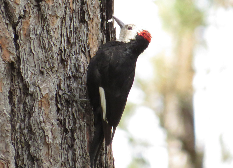 …or get the chance to marvel at a White-headed Woodpecker.