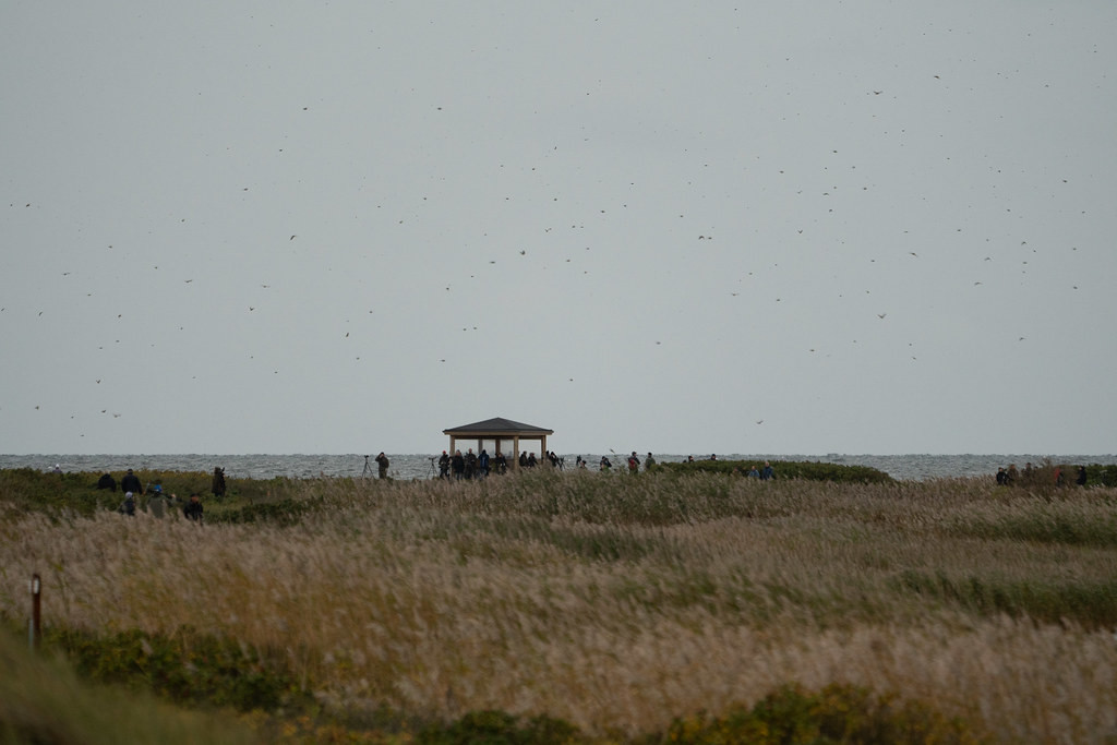Up to 500,000 birds can pass Falsterbo in a single day!