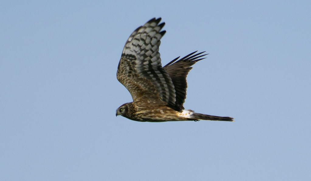Migrating raptors included species such as this Hen Harrier…