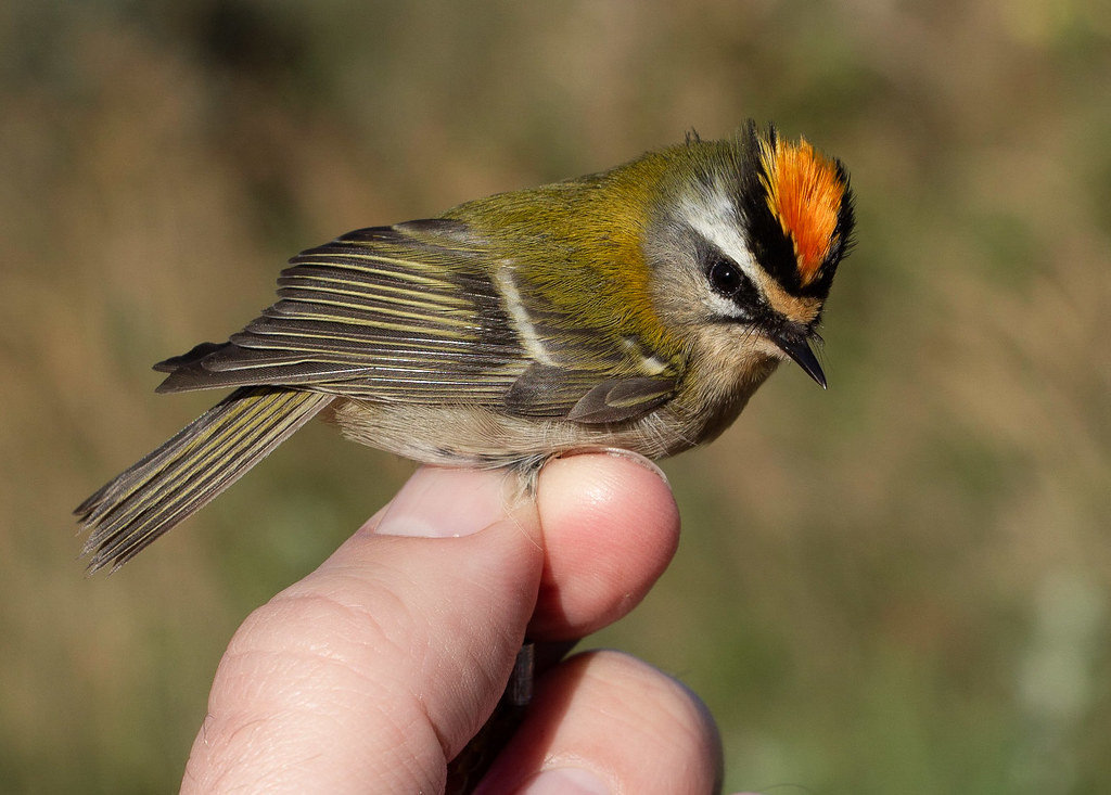 We’ll have chance to see birds caught for banding, such as this Firecrest.