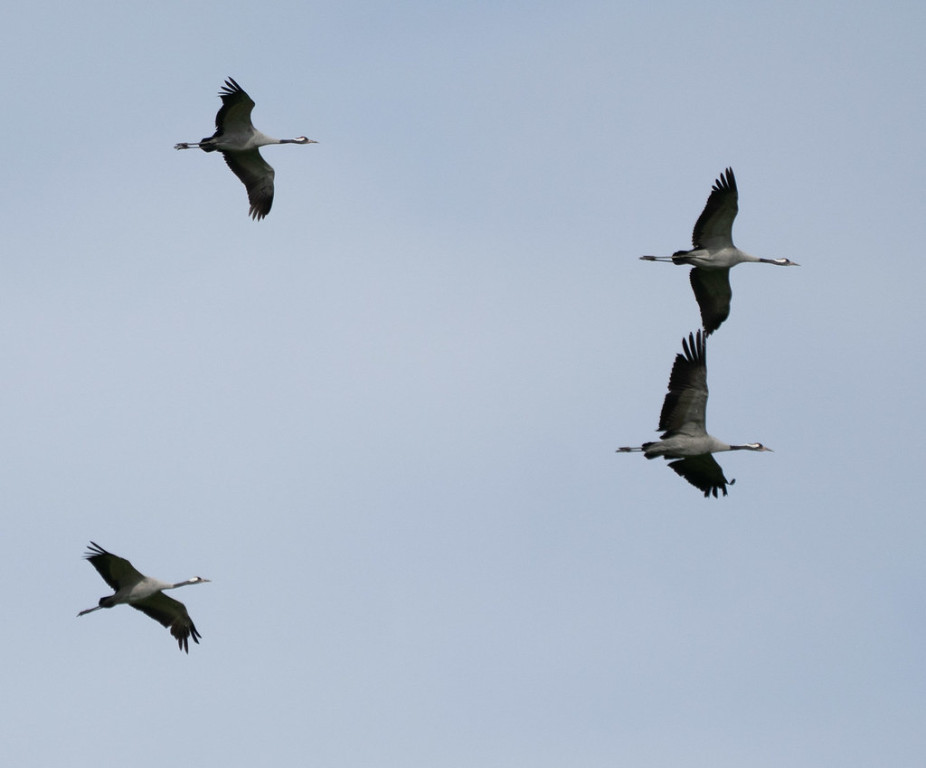 Inland, we’ll search for species such as Common Crane.