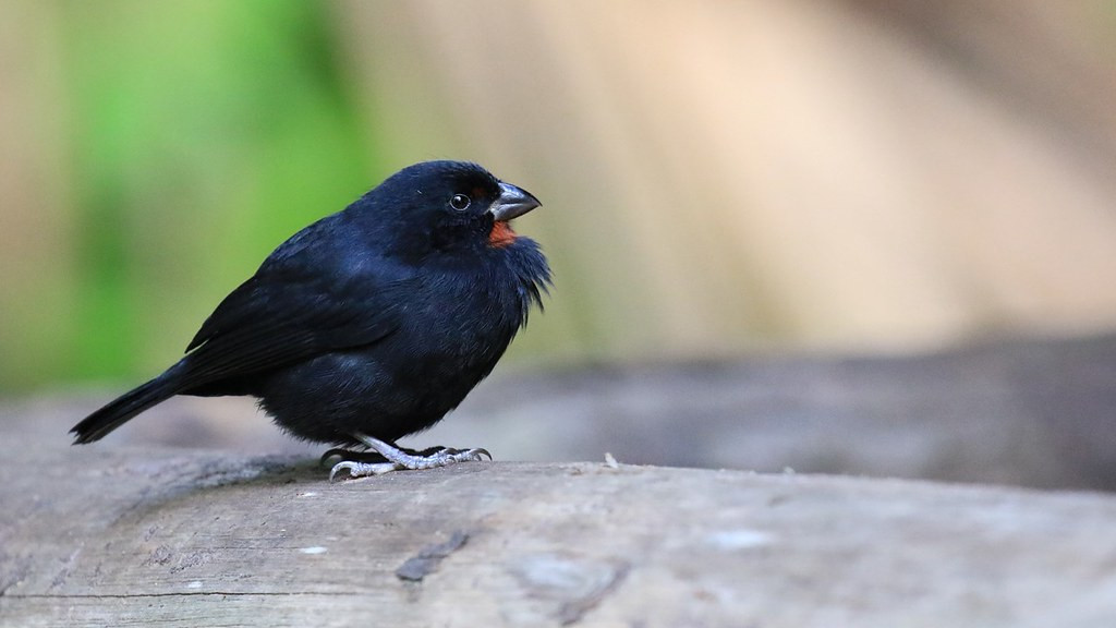 As with many species in the region, the Lesser Antillean Bullfinch has 8 subspecies endemic to select islands.