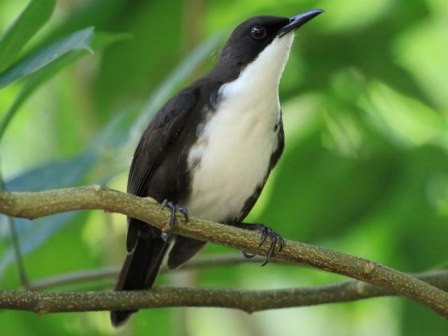 The White-breasted Thrasher is found on the dry forests in St.Lucia (Keith Clarkson).