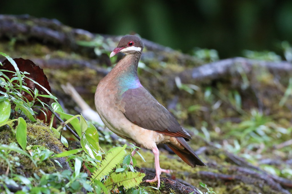 Our time on Guadeloupe promises close encounters with normally secretive species such as Bridled Quail Dove (Béatrice Henricot).