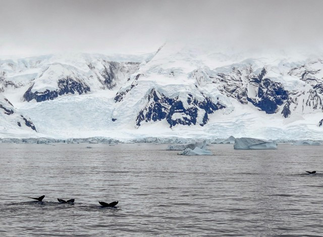 Some Humpback Whales feeding amid scenery. (photo Luke Seitz)