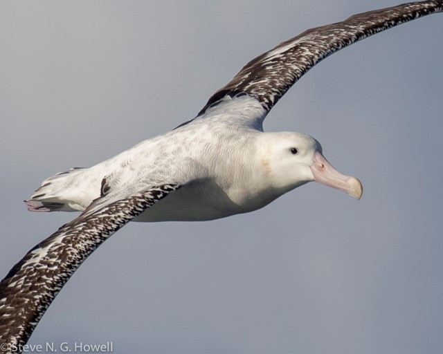 …to the huge Wandering Albatrosses, at times almost sailing past at arm’s length and allowing great comparisons of the various taxa—here a (presumed) Snowy Wandering…
