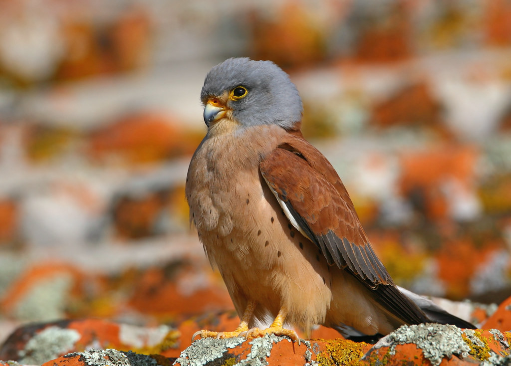 The town of Mértola has an urban colony of the Lesser Kestrel species, allowing excellent opportunities to see these delightful falcons at close range. (PM)