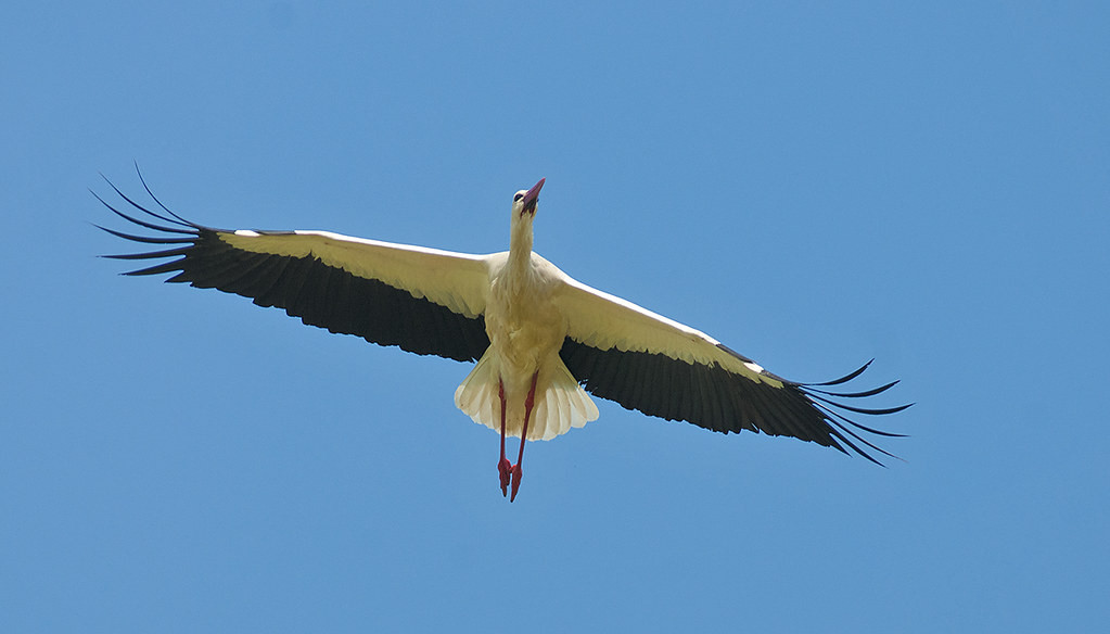 The White Stork population in Southern Portugal had a dramatic growth during the last 30 years. (RP)