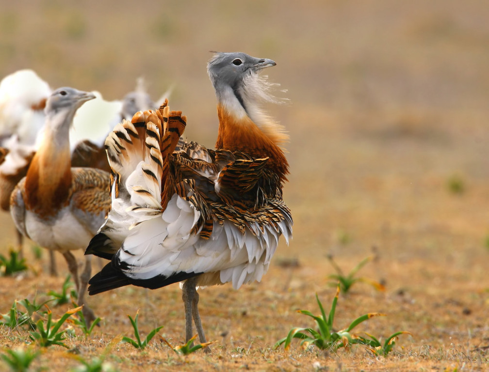 In Spring, we should see the fantastic breeding display of the magnificent Great Bustard. (PM)