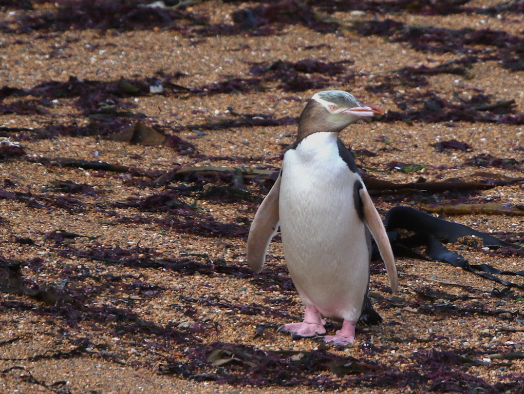 …we should see several Yellow-eyed Penguins loafing on the beach near their colony,