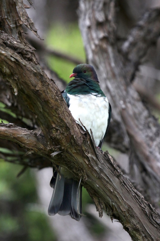 New Zealand Pigeons can be surprisingly common,