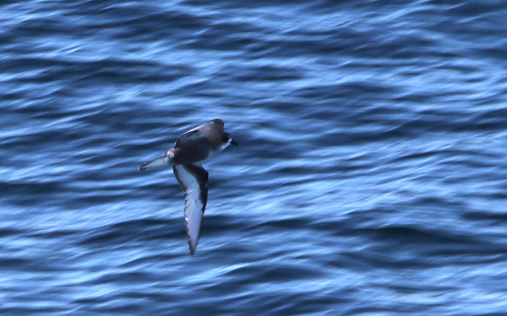 and where we should see a few Mottled Petrel, 