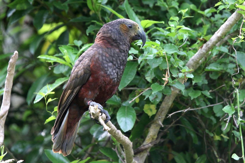 Nosiy New Zealand Kaka can be quite confiding,