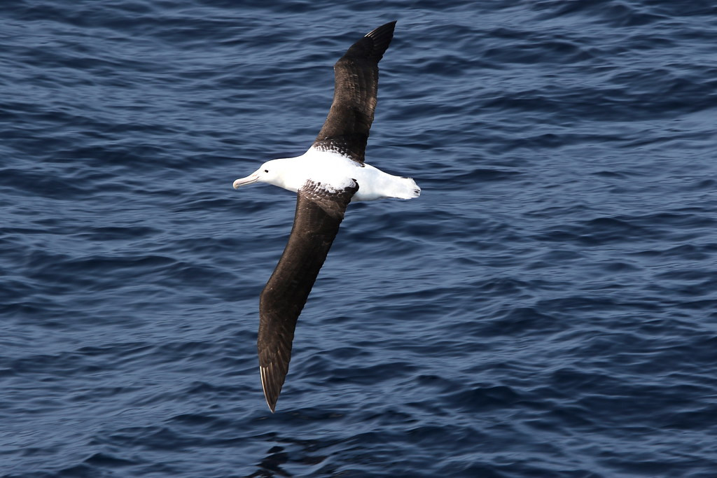 and a few Northern Royal Albatross, which nest near the tip of the Otago Peninsula.