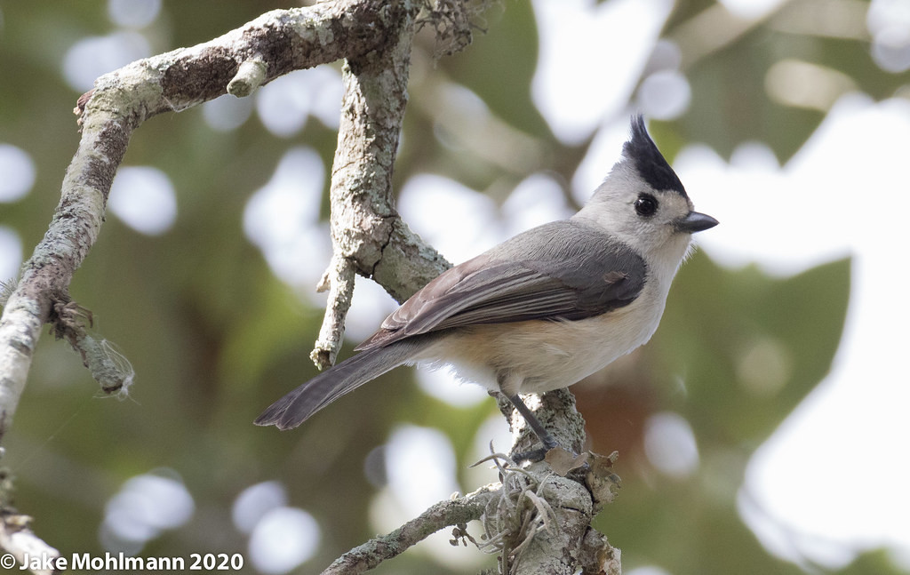 We’ll scour dense thickets in hopes of finding Black-crested Titmouse …  Image: Jake Mohlmann
