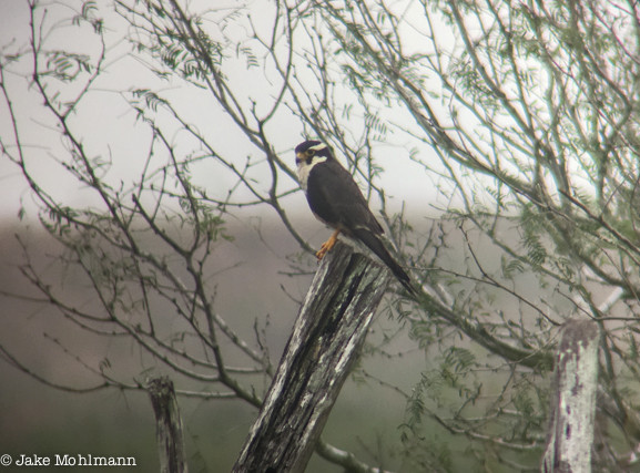 We’ll spent time at the coast, the preferred habitat of Aplomado Falcons …