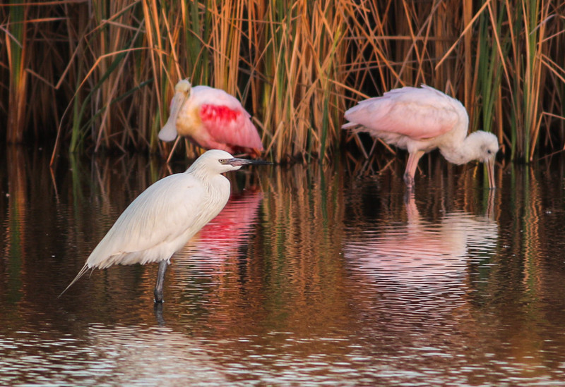 … for Roseate Spoonbills and Reddish Egrets, here a white phase.
