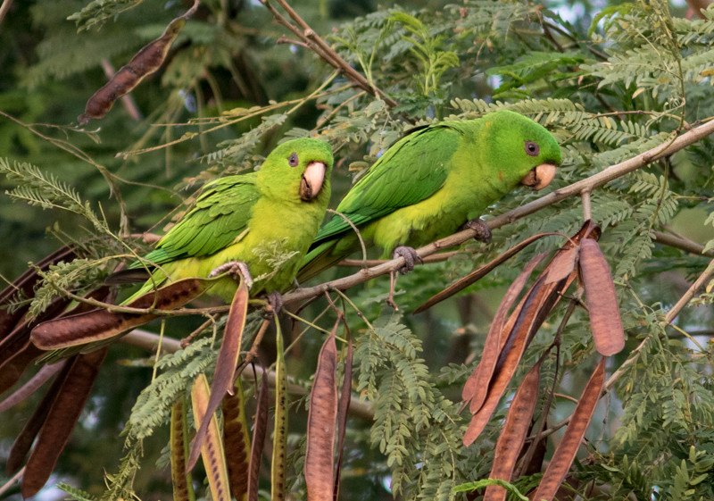… join established species like Green Parakeet.
