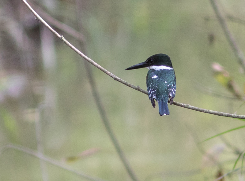 … with fingers crossed for a glimpse at Green Kingfisher …
