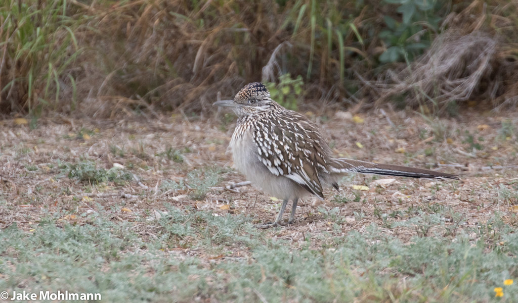 The west edge of the valley gives way to drier habitat with birds like Greater Roadrunner …
photo by Jake Mohlmann