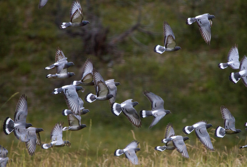 …but will leave most of the flying for the birds - here Hill Pigeons near Zhaduo.