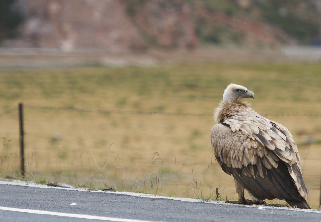 …and won’t be doing any running like this acclimatized Himalayan Vulture.
