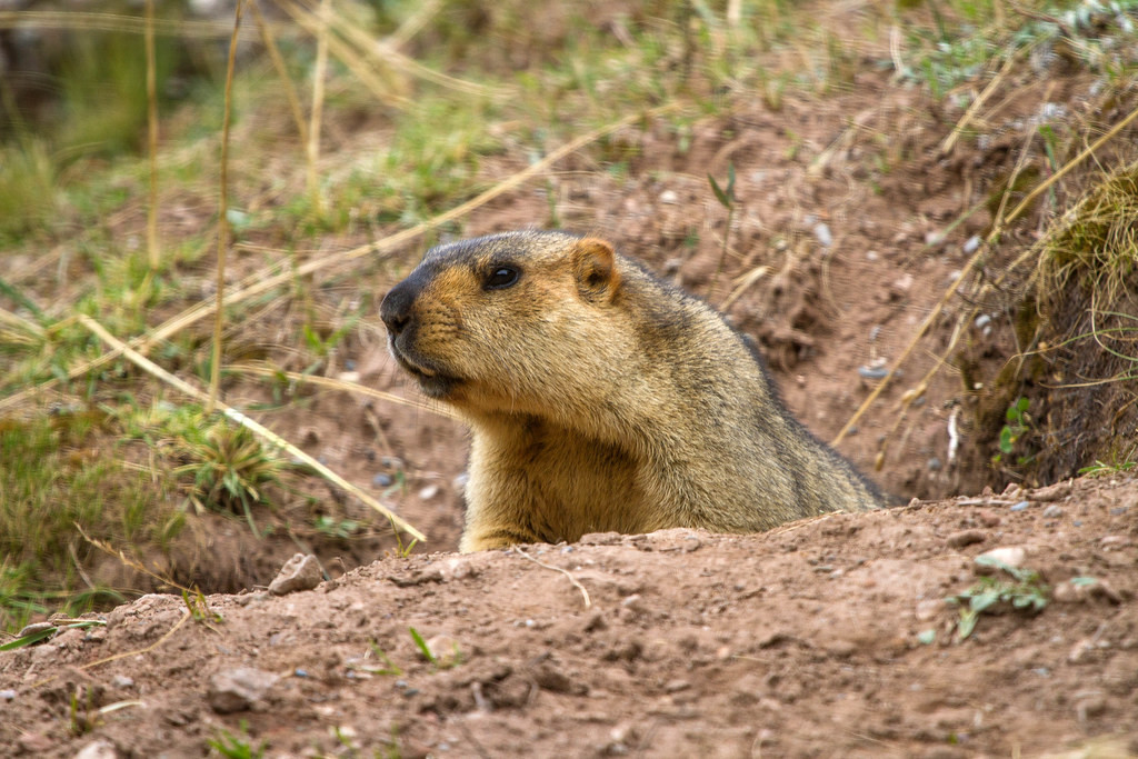 Other mammals are sure to include Himalayan Marmot…