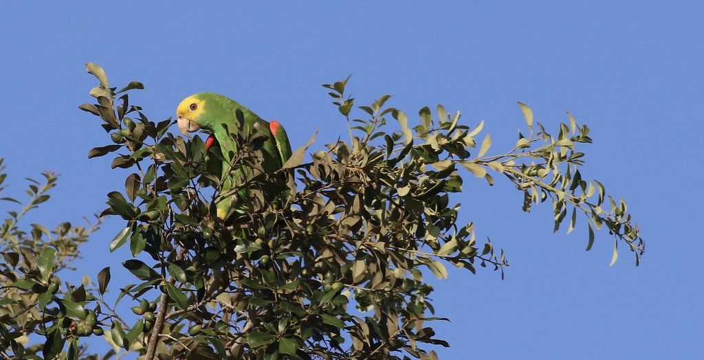Yellow-headed Parrots can be hard to get a good look at but you wouldn’t know it from this photo. 