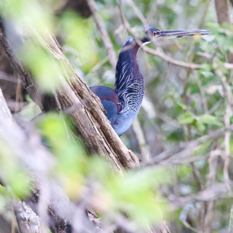Any day you see an Agami Heron is a good day — there are a lot of good days at Crooked Tree Lagoon.