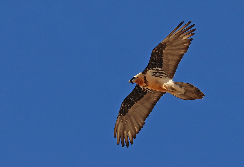 We certainly won’t neglect the bird with Bearded Vulture (or Lammergeier) being common… (df) 