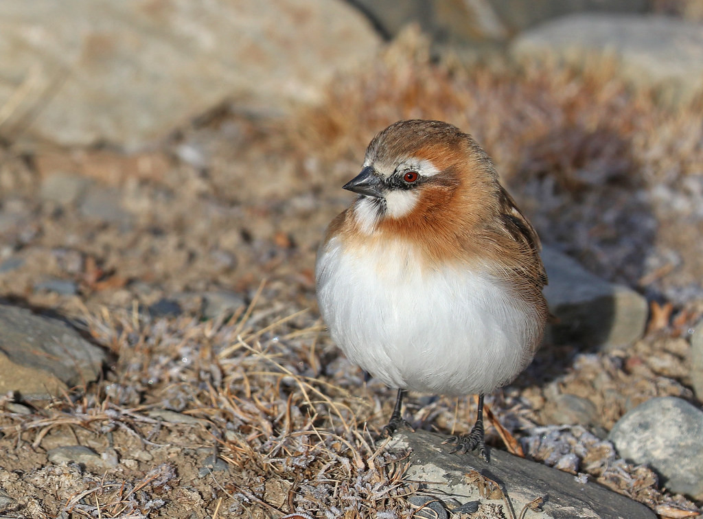 …Rufous-necked Snowfinch… (df)