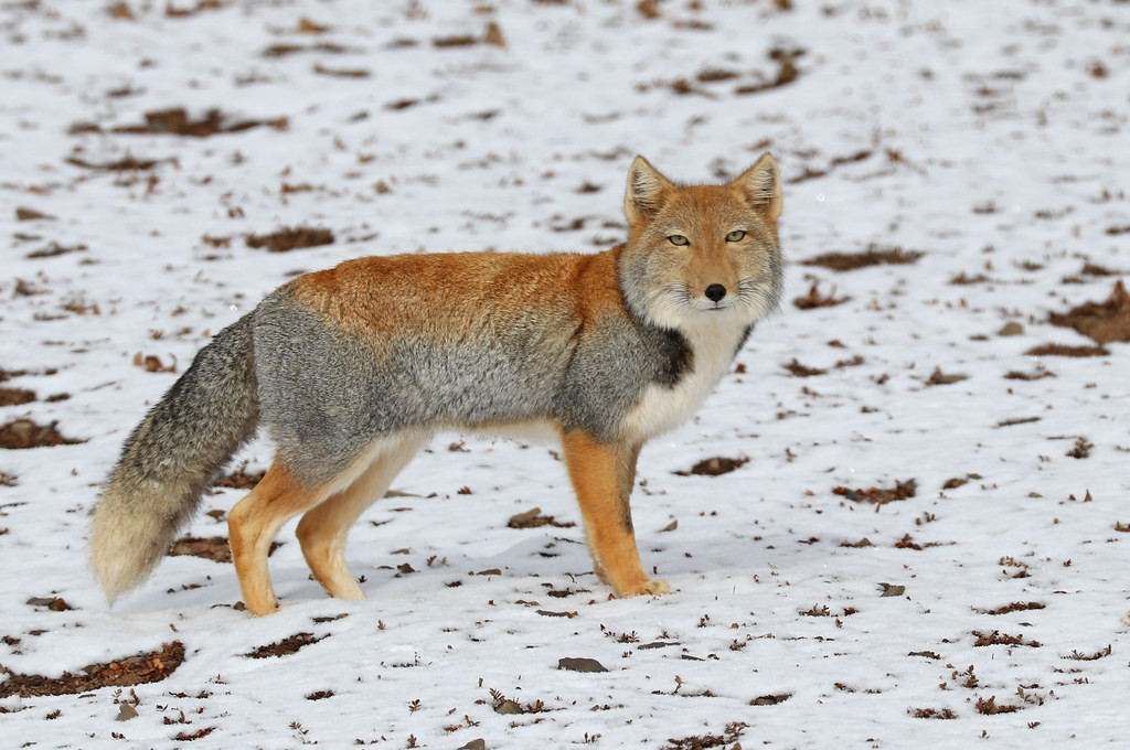 …or more wildlife such as this Tibetan Fox… (df)