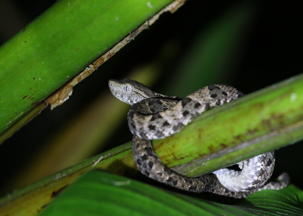 A young Fer-de-lance wrapped, motionless, around the base of a Heleconia leaf.