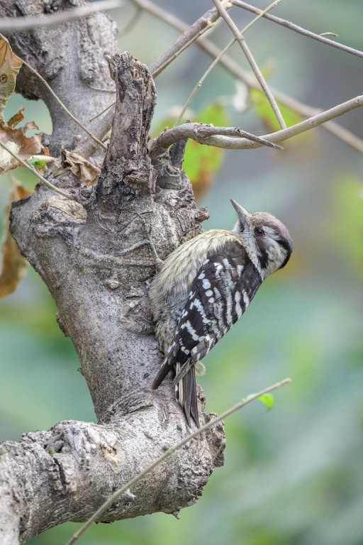…as are Grey-capped Woodpeckers (sm).