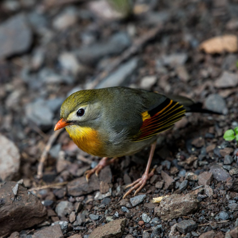 and some introduced forest birds like this Red-billed Leiothrix should entertain as well.