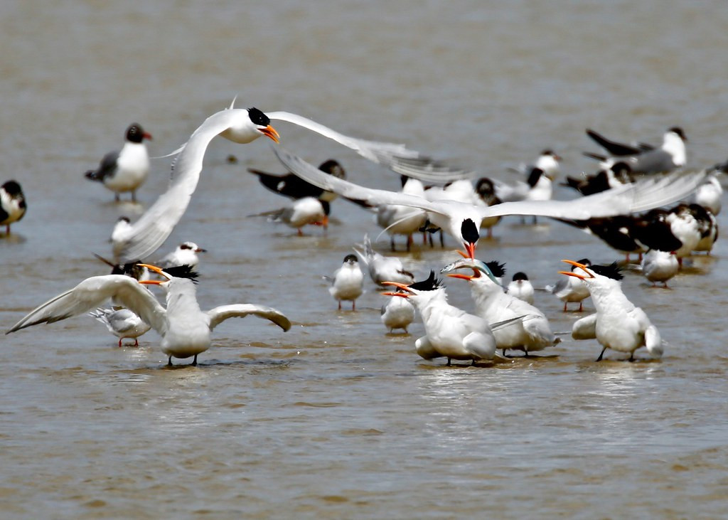 …or rowdy flocks of terns. (Photo: John Hickok)