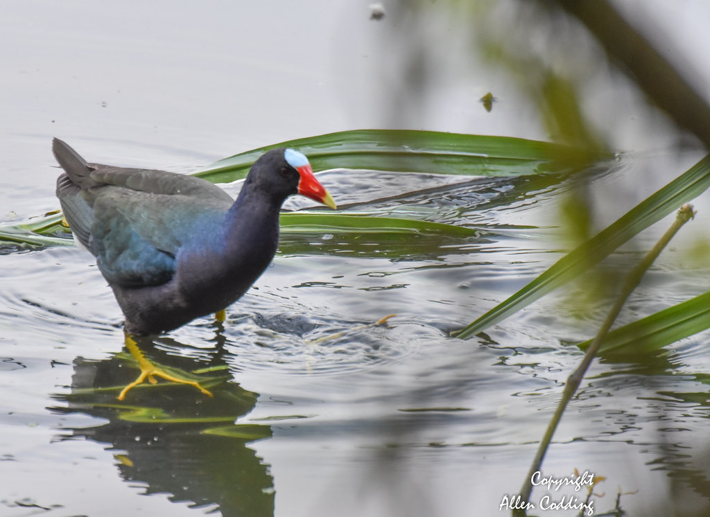 …and Purple Gallinules striding about… (Photo: Allen Codding)