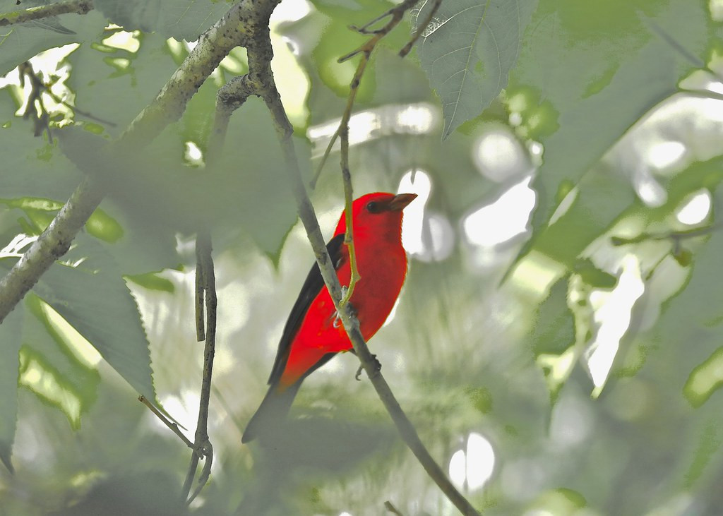 Sometimes the birds are bright like a Scarlet Tanager… (Photo: John Hickok)