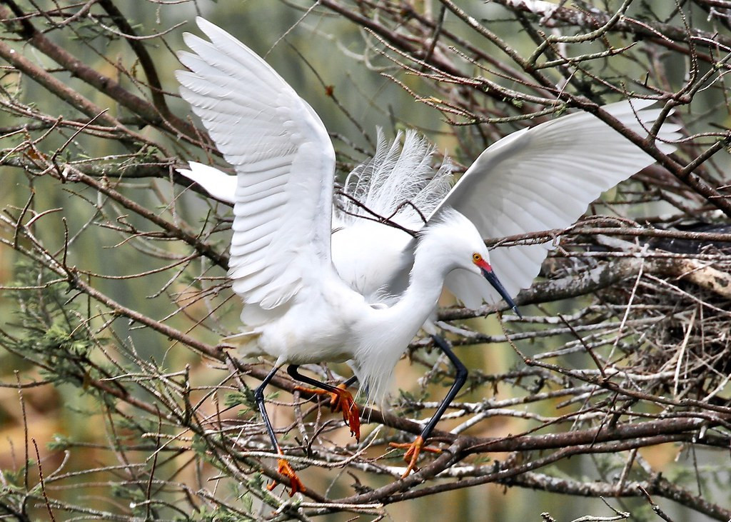 …and nesting colonies of Snowy Egrets… (Photo: John Hickok)