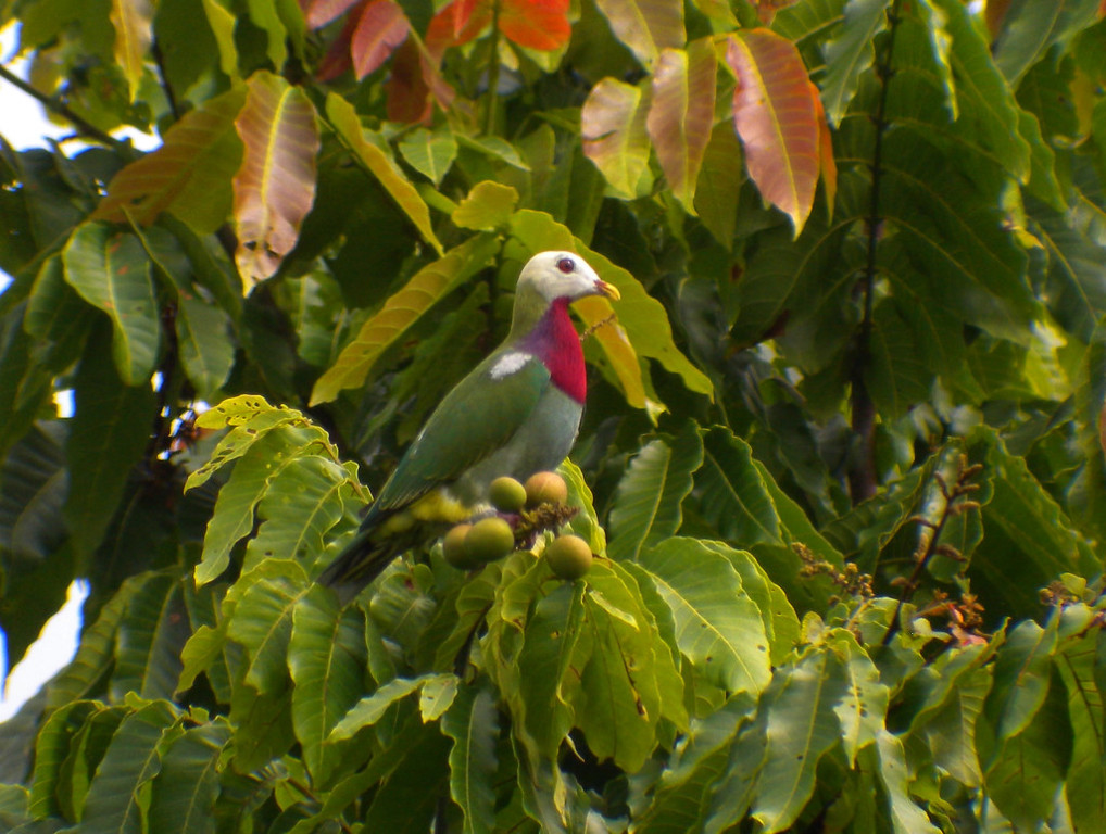 White-headed Fruit Dove is endemic to the island of Makira and the super tiny neighboring islands of Ugi and Malaupaina (DF). 