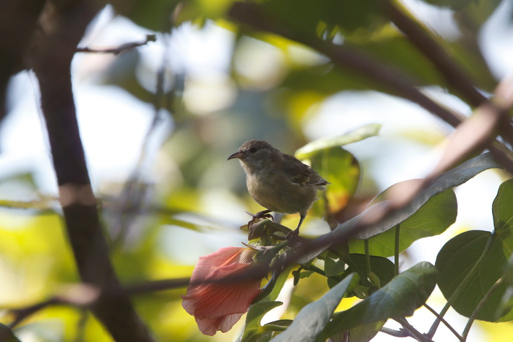 where we’ll seek out our first species of Hawaiian Honeycreeper, the Oahu Amakihi.