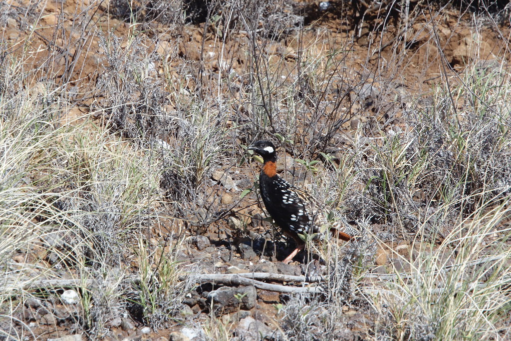 smart looking Black Francolin might be up in the grasslands.
