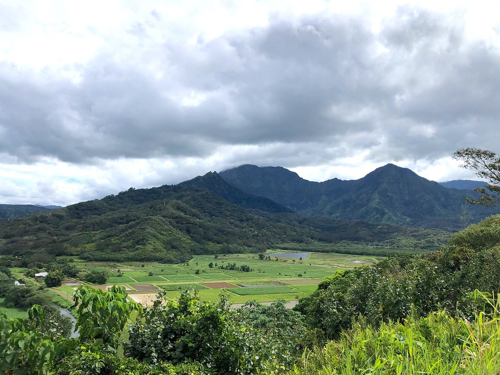 The flooded taro fields of Hanalei NWR host a variety of waterbirds…