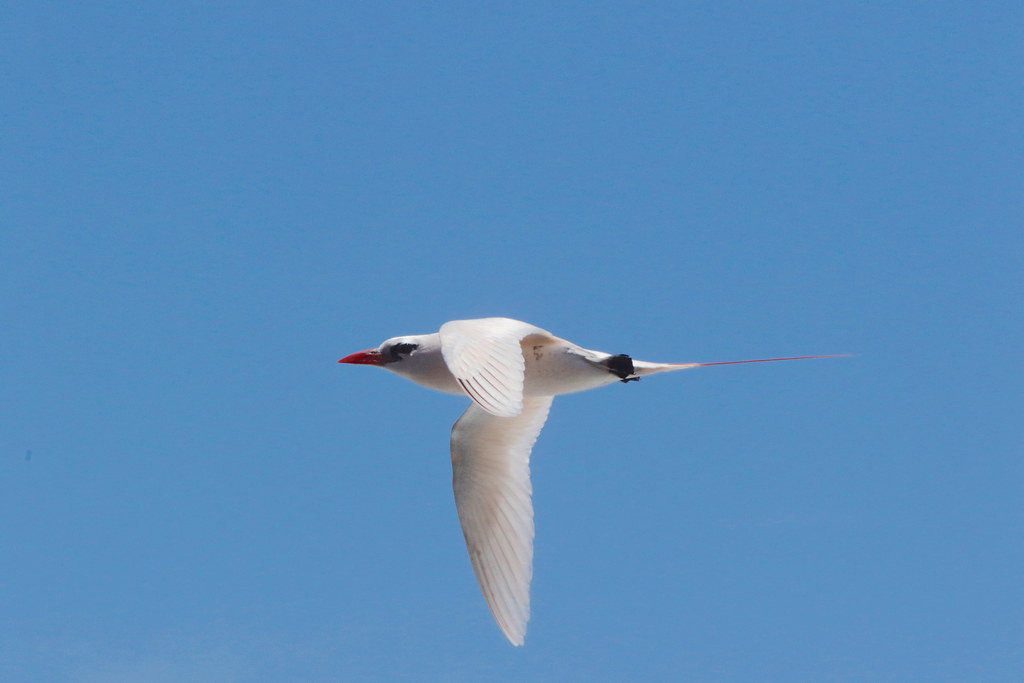 Along the coast we’ll look for the ethereal Red-tailed Tropicbird,