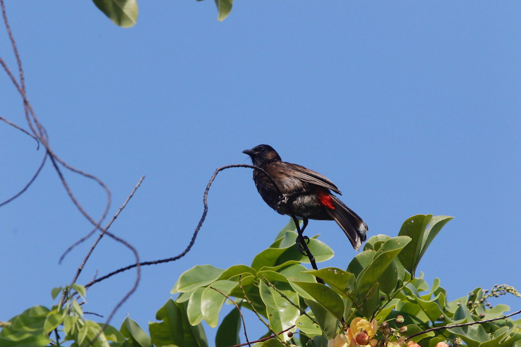 and Red-vented Bulbul