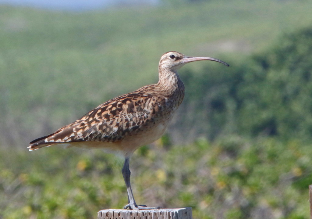 wintering Bristle-thighed Curlew