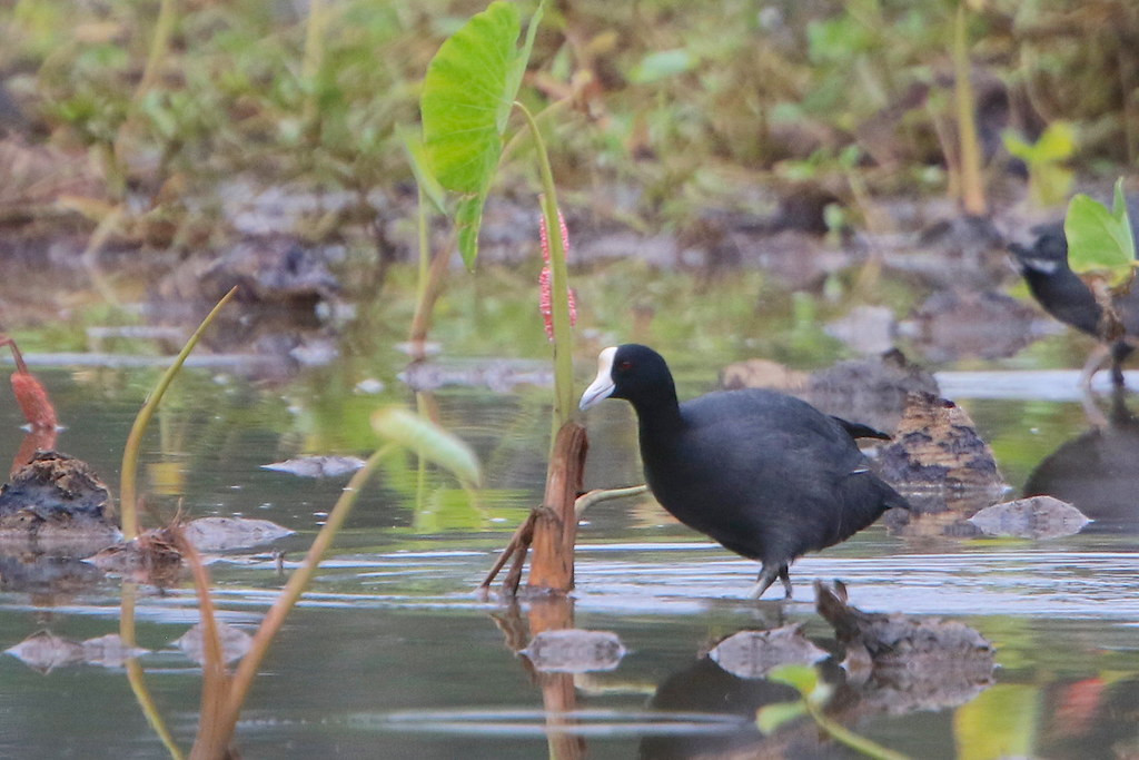 and native waterbirds such as the endemic Hawaiian Coot, 